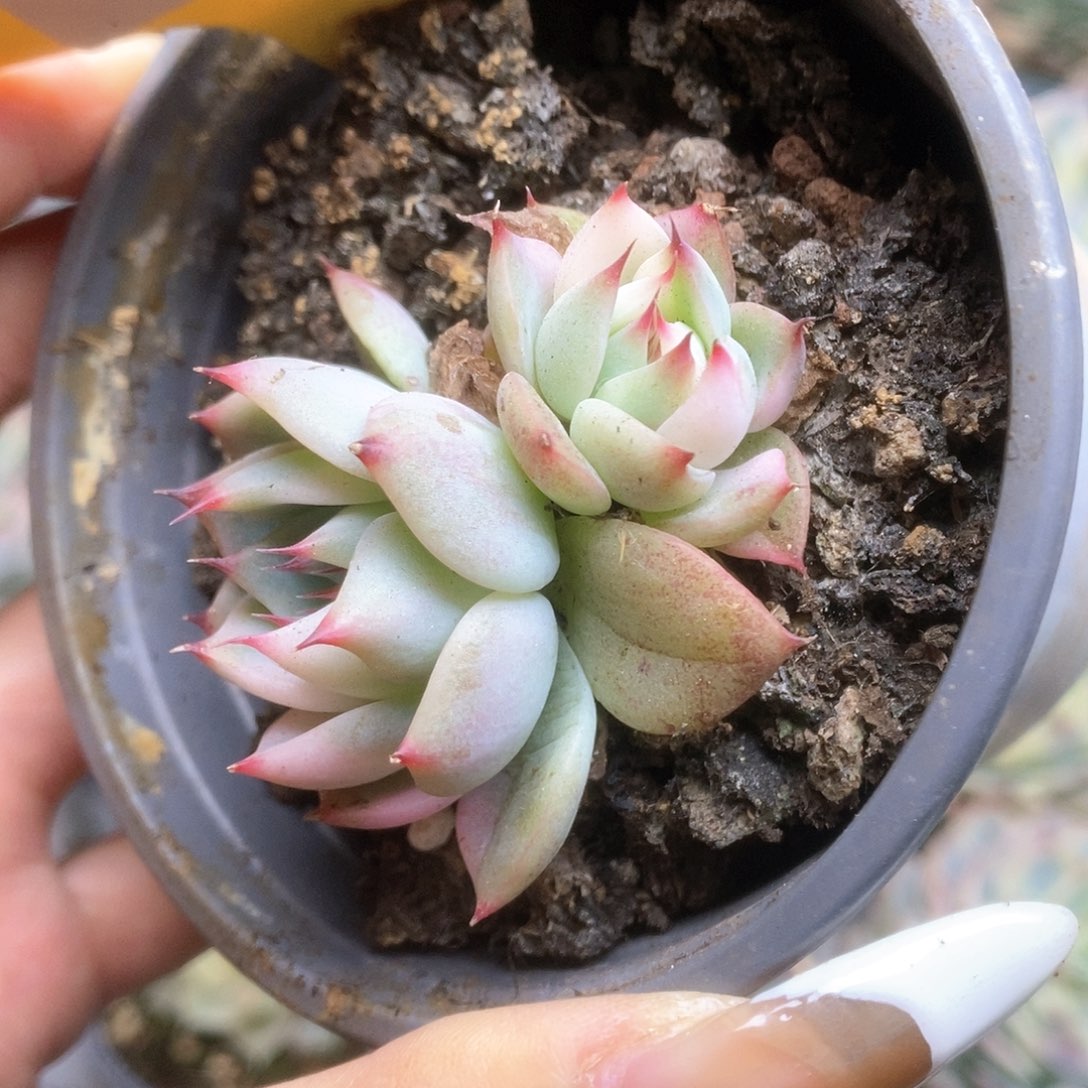 082锦锦锦锦锦锦华