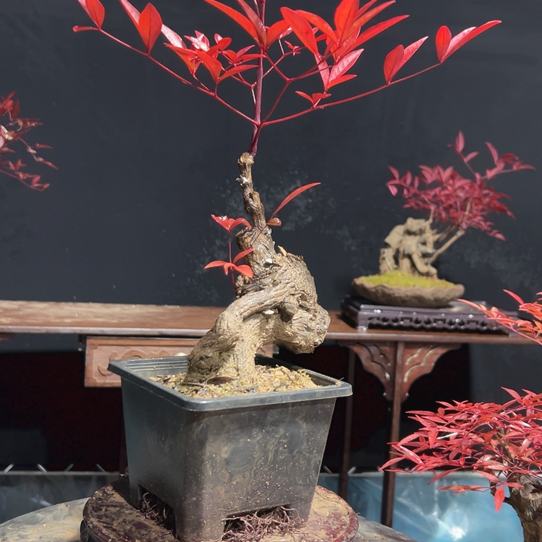 无花朵00000000005