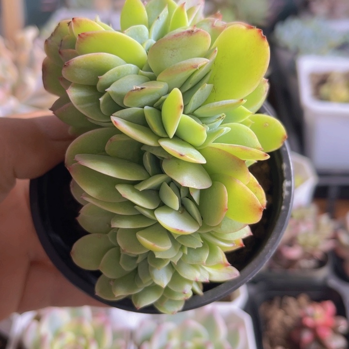 碧桃缀多肉植物480
