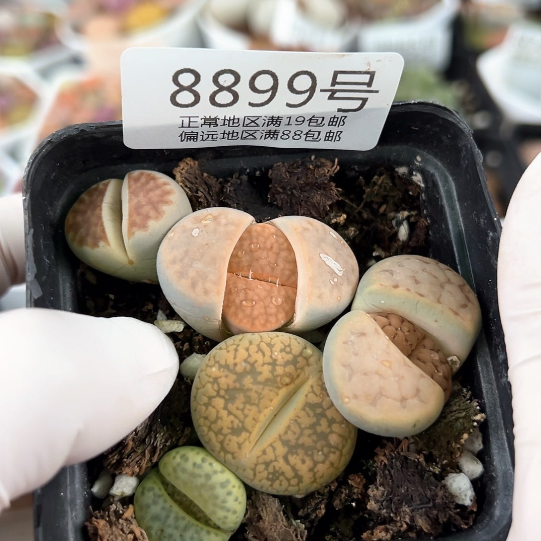 好养易活生石花大母本8899