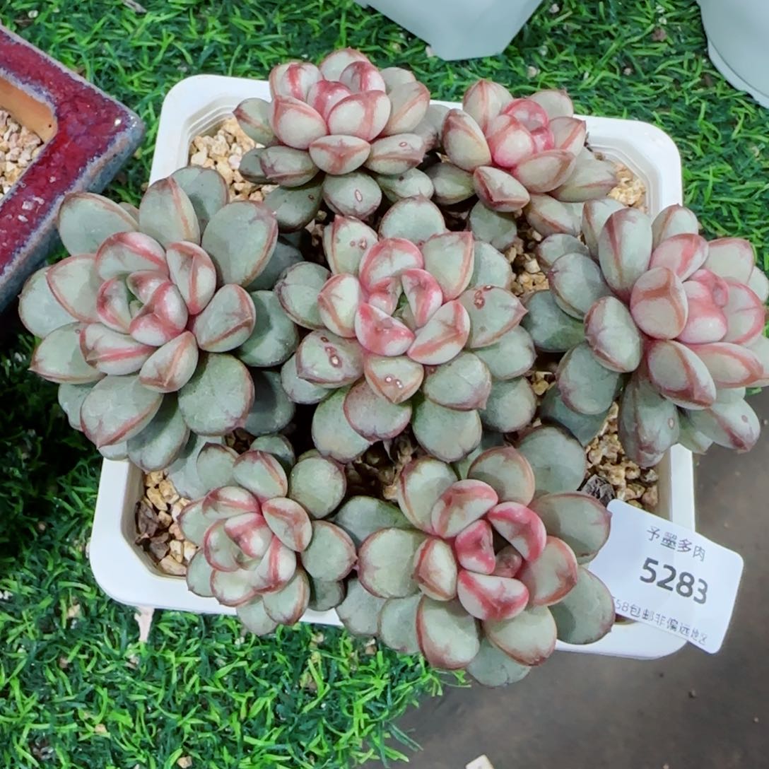 葡萄无砍，5283多肉植物