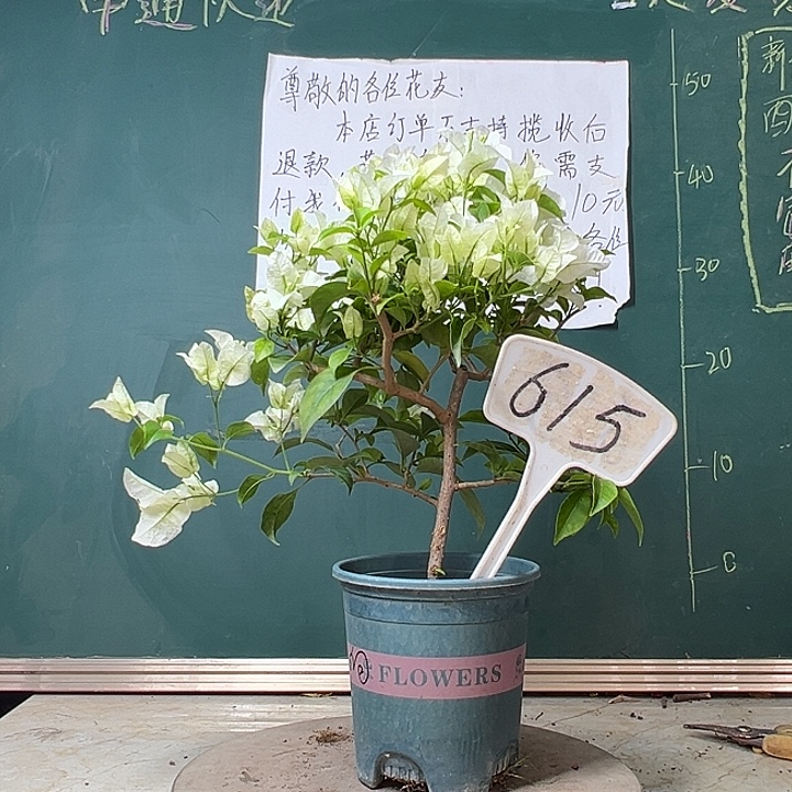 完全开放白雪公主615