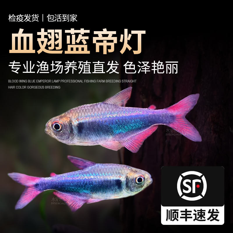 血翅蓝帝灯蓝国王灯彩虹帝王灯淡水鱼灯科鱼活体热带观赏帝王灯