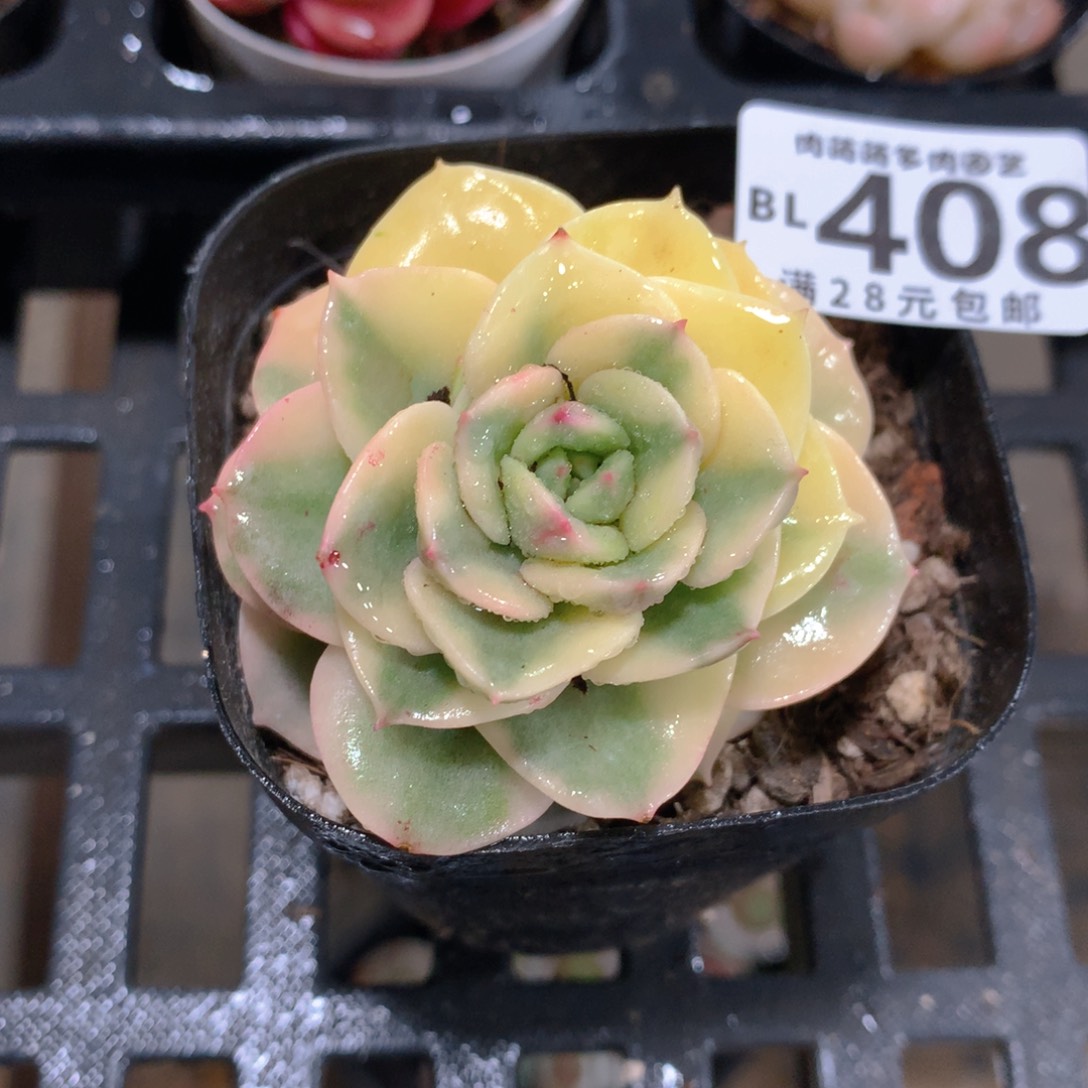 肉萌萌5cm拇指盆精控多肉BL408