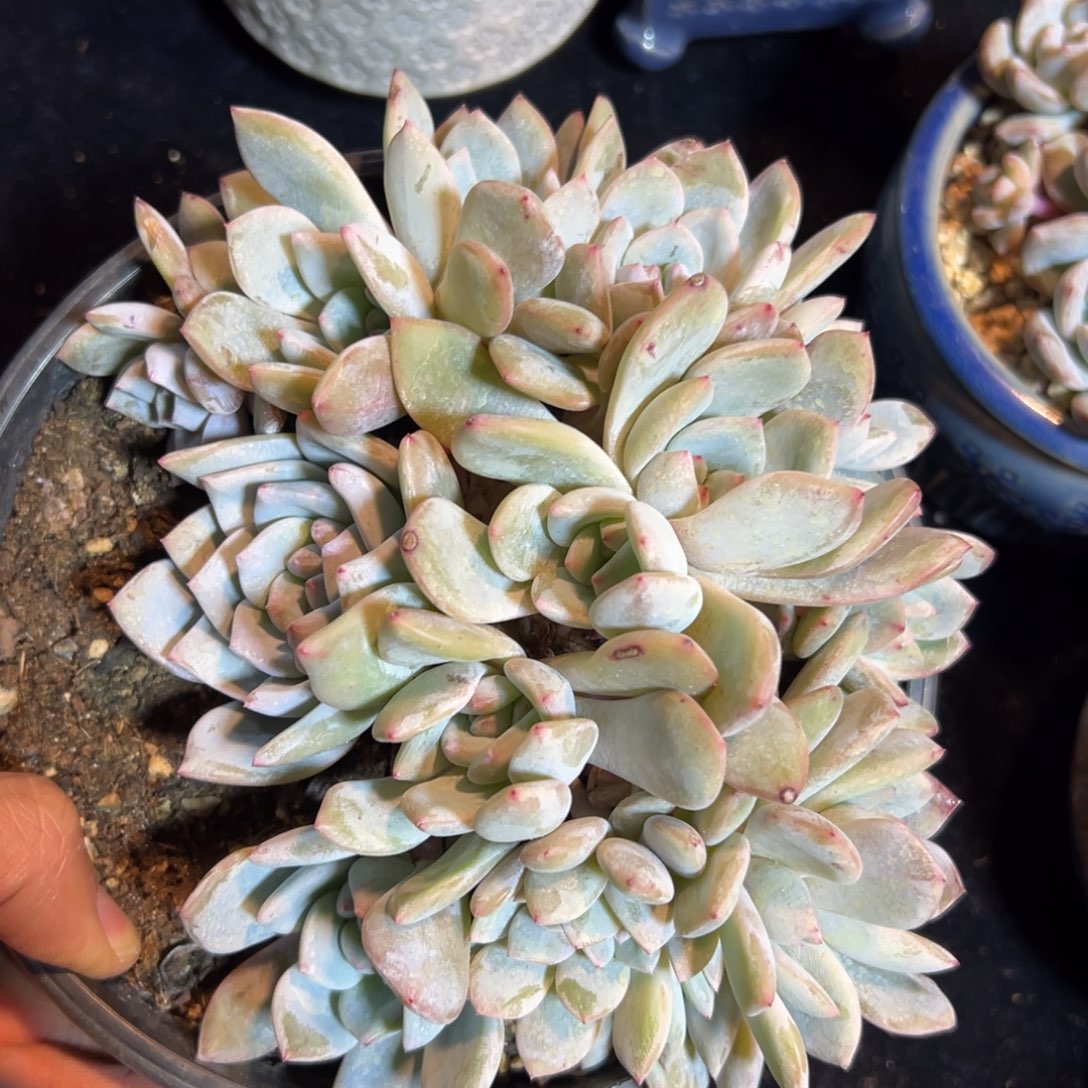 新年快乐 新年快乐