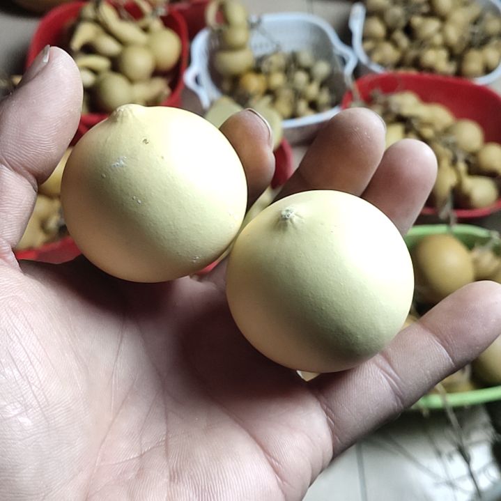 修***.天然葫芦两个鸡蛋葫芦