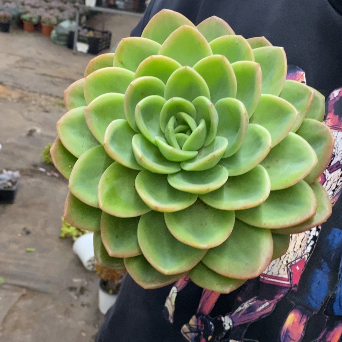 柠檬茶大单头老桩