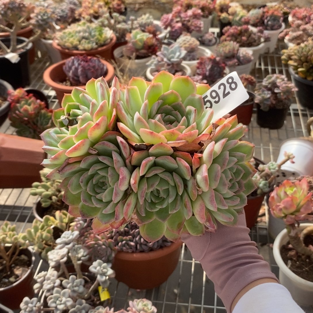 5928莎莎女王一物一拍