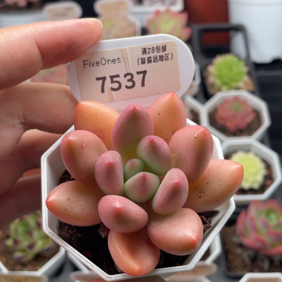 桃花源7537-6厘米
