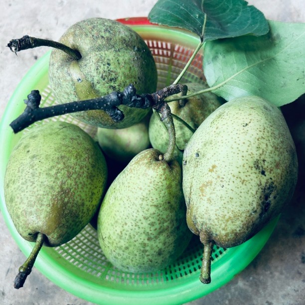 云南高山海拔2300多米野外自然生长当季香棃青皮皇冠梨现摘现发