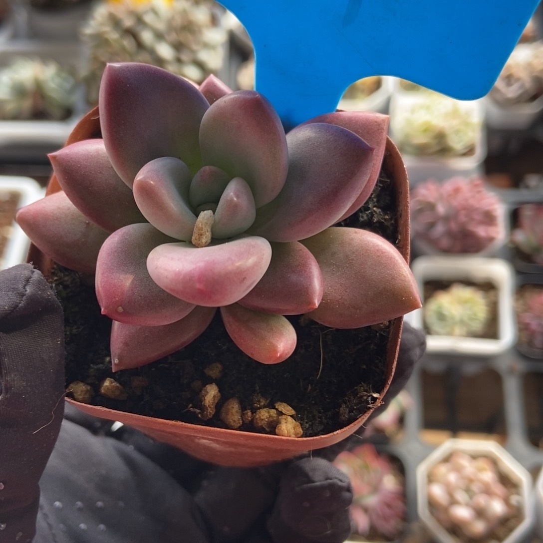 861赫菲斯托多肉植物