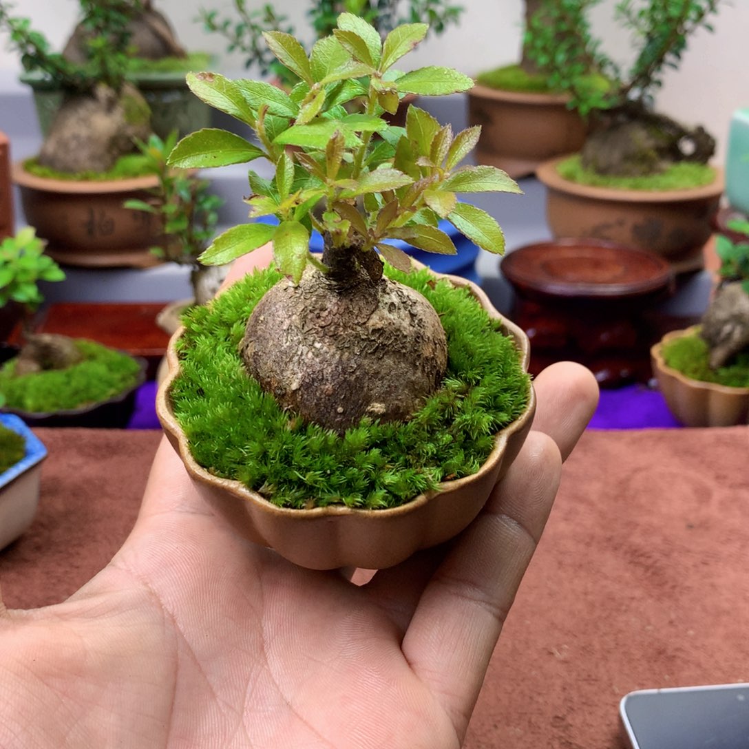 无花朵是一个集休闲农业生产