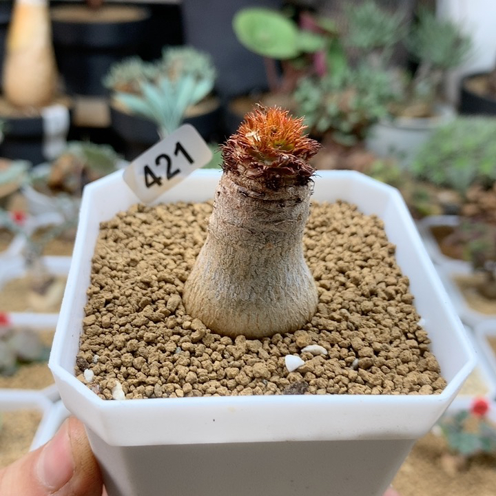 象鼻大戟实生带盆421