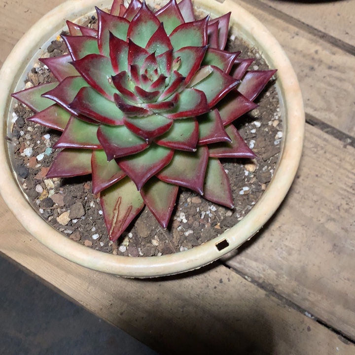 幸***草美肉特价活动开始啦