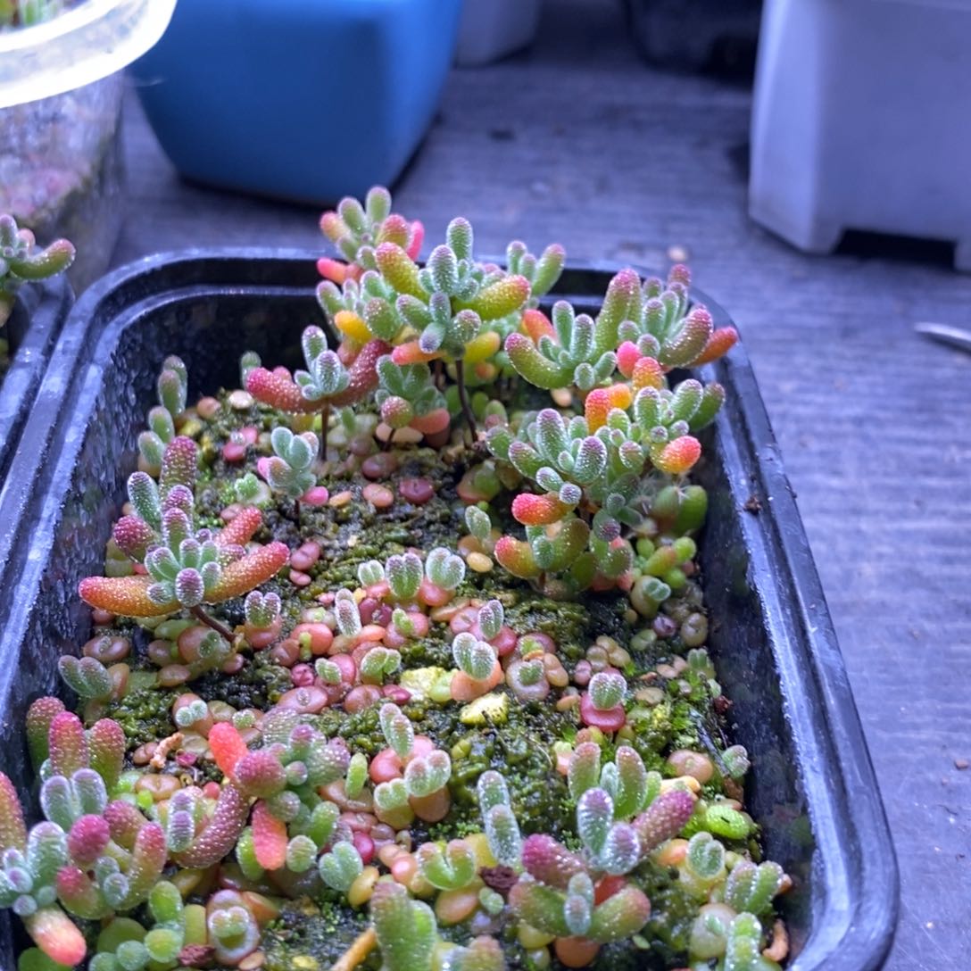 W****103混合小苗。     