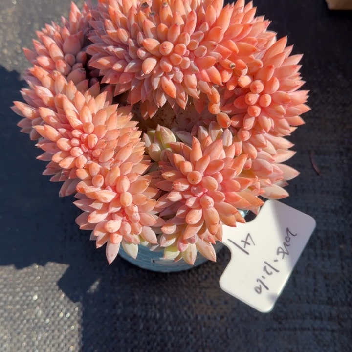 一物一拍天花板所罗门缀41