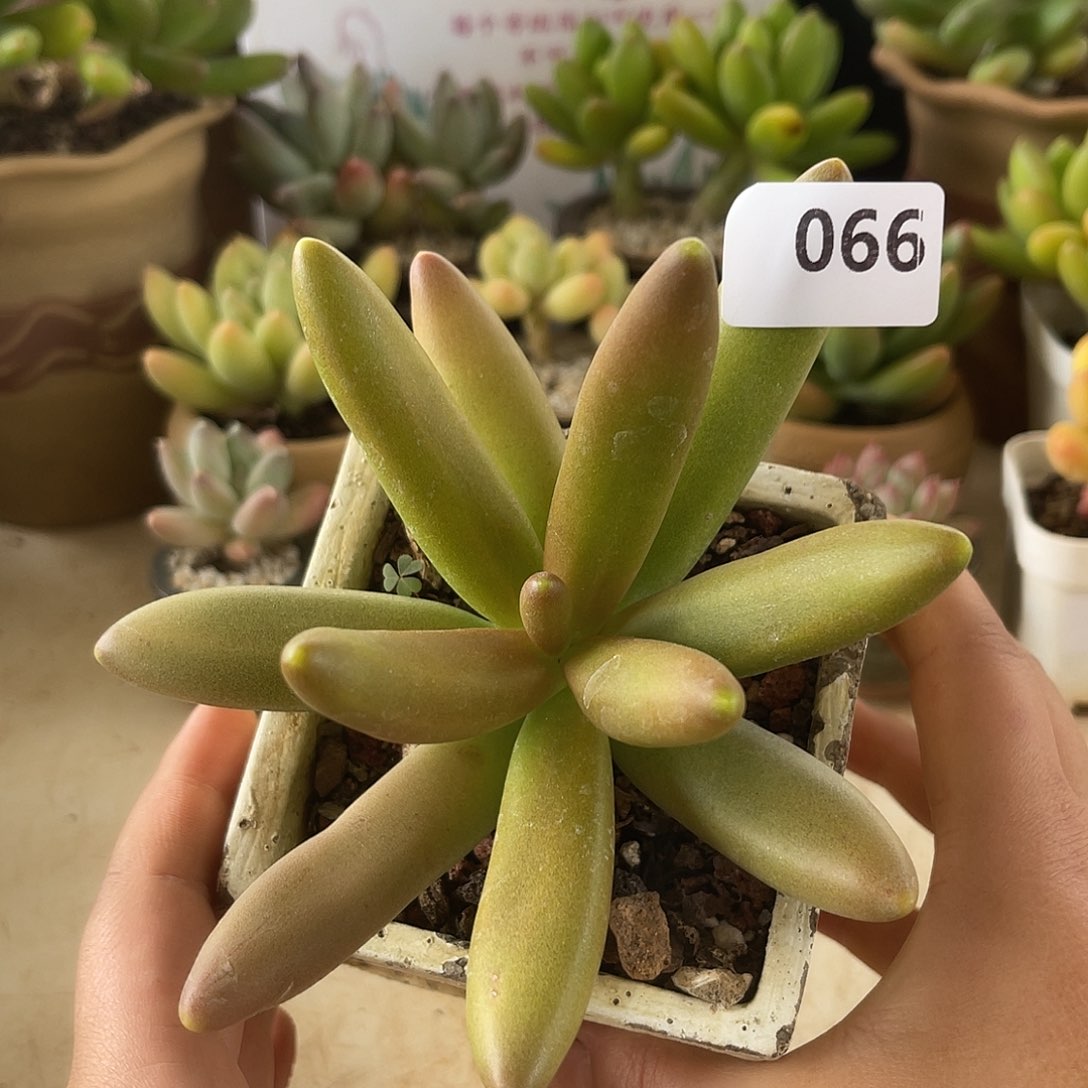 椰子树。  066。  11111111111