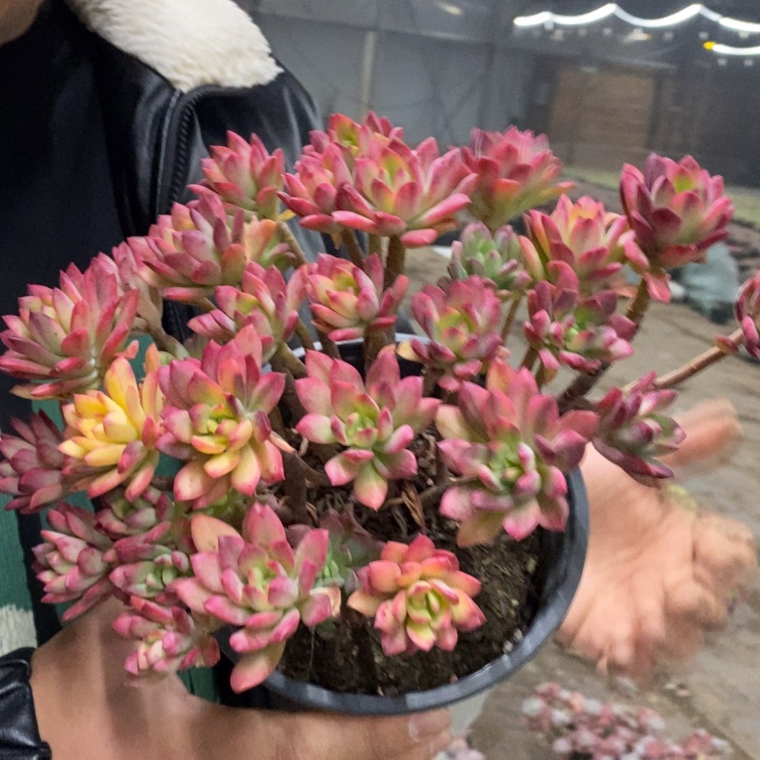 小叮当锦整桩无砍大盆