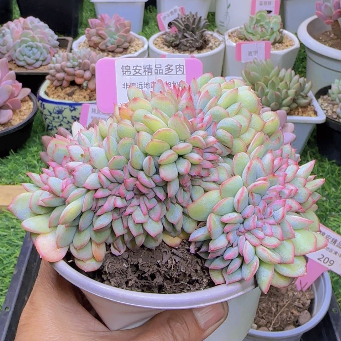 锦安精品多肉植物210