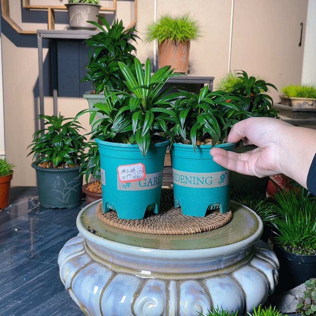 【闪购商品】不开花植物