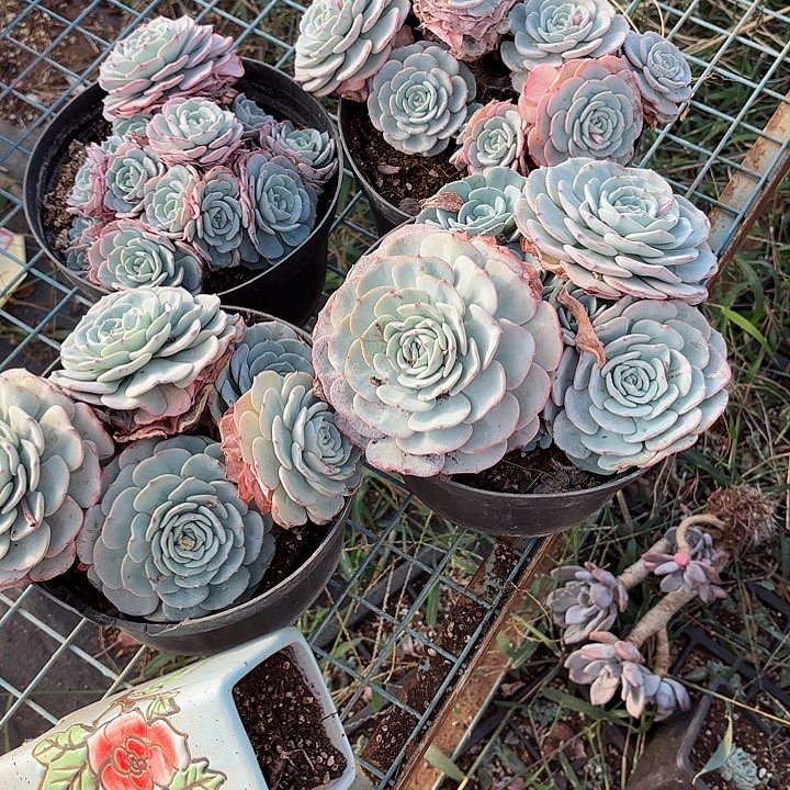 勃朗峰群生老桩带盆土发货