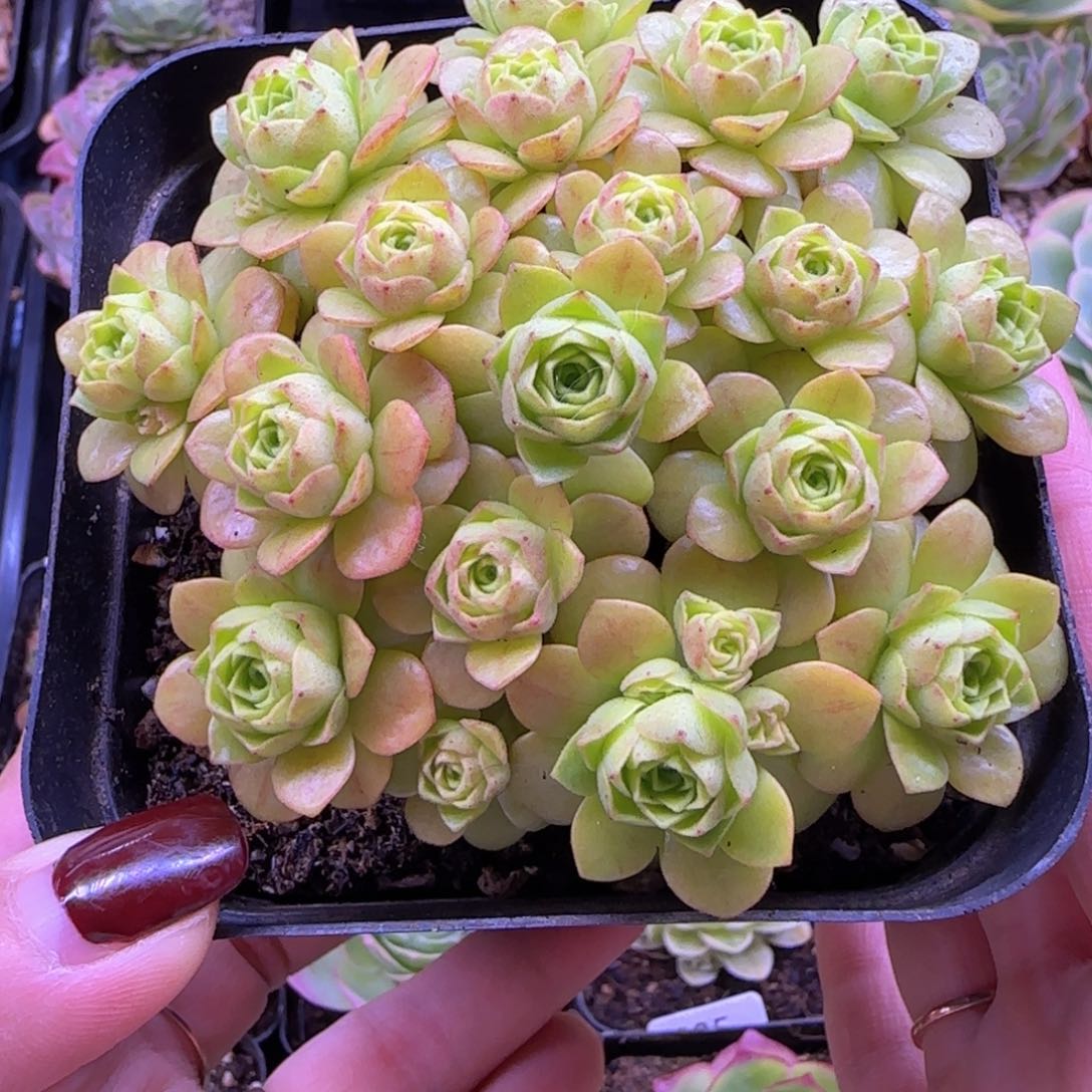 橘子彤玫瑰十方杯873