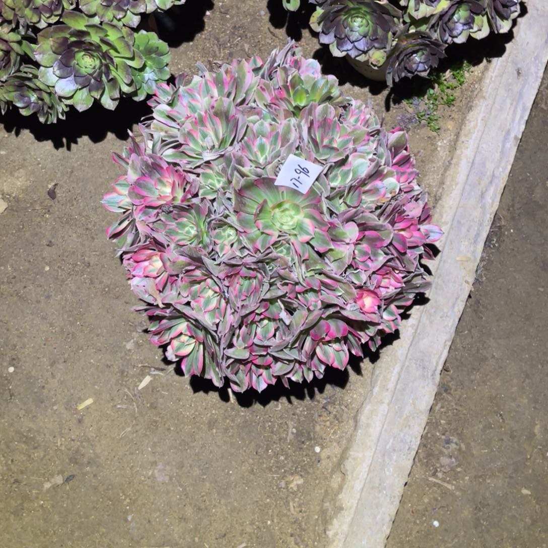 12-17-96男神法师锦