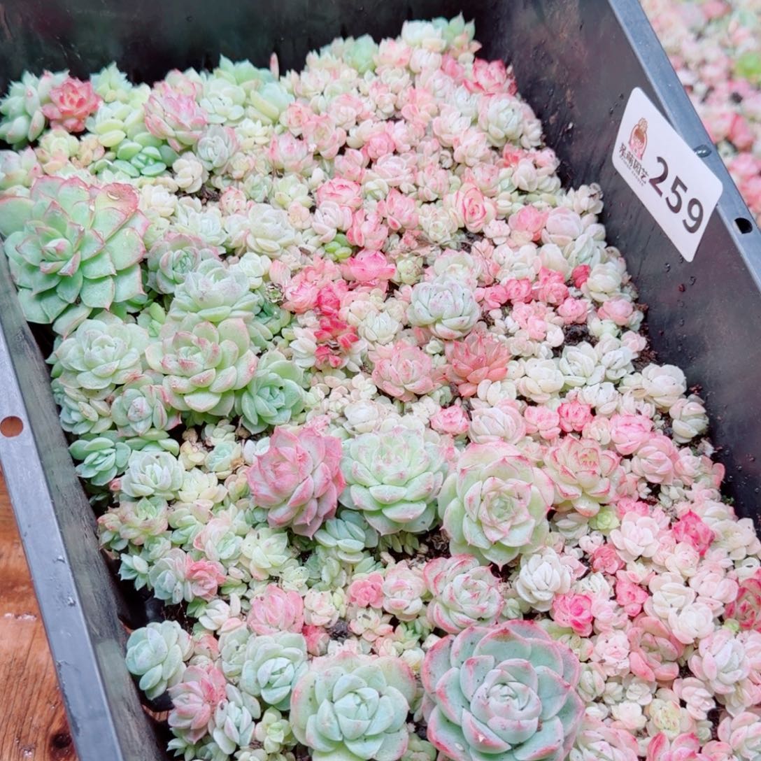 度***多肉植物多肉植物