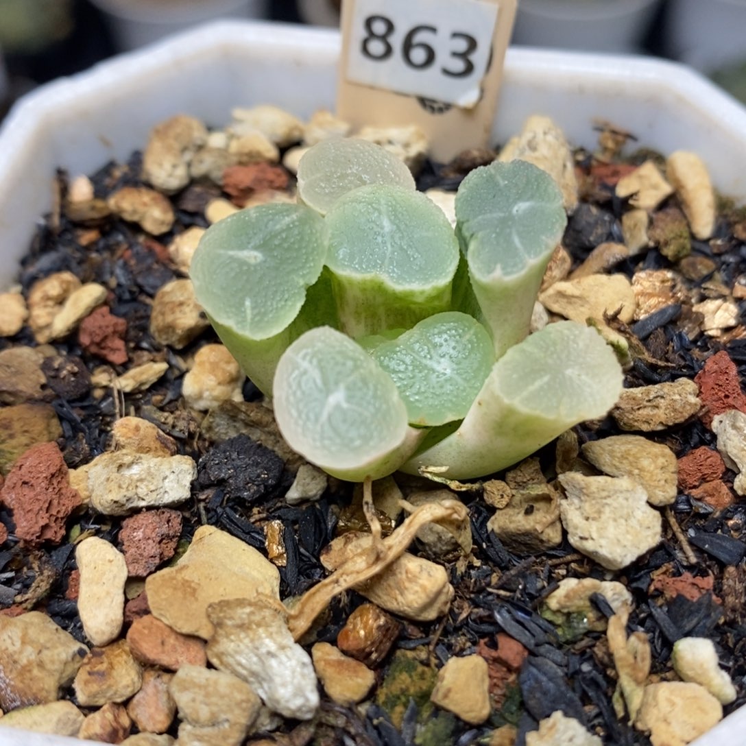 863白万象锦一物一拍