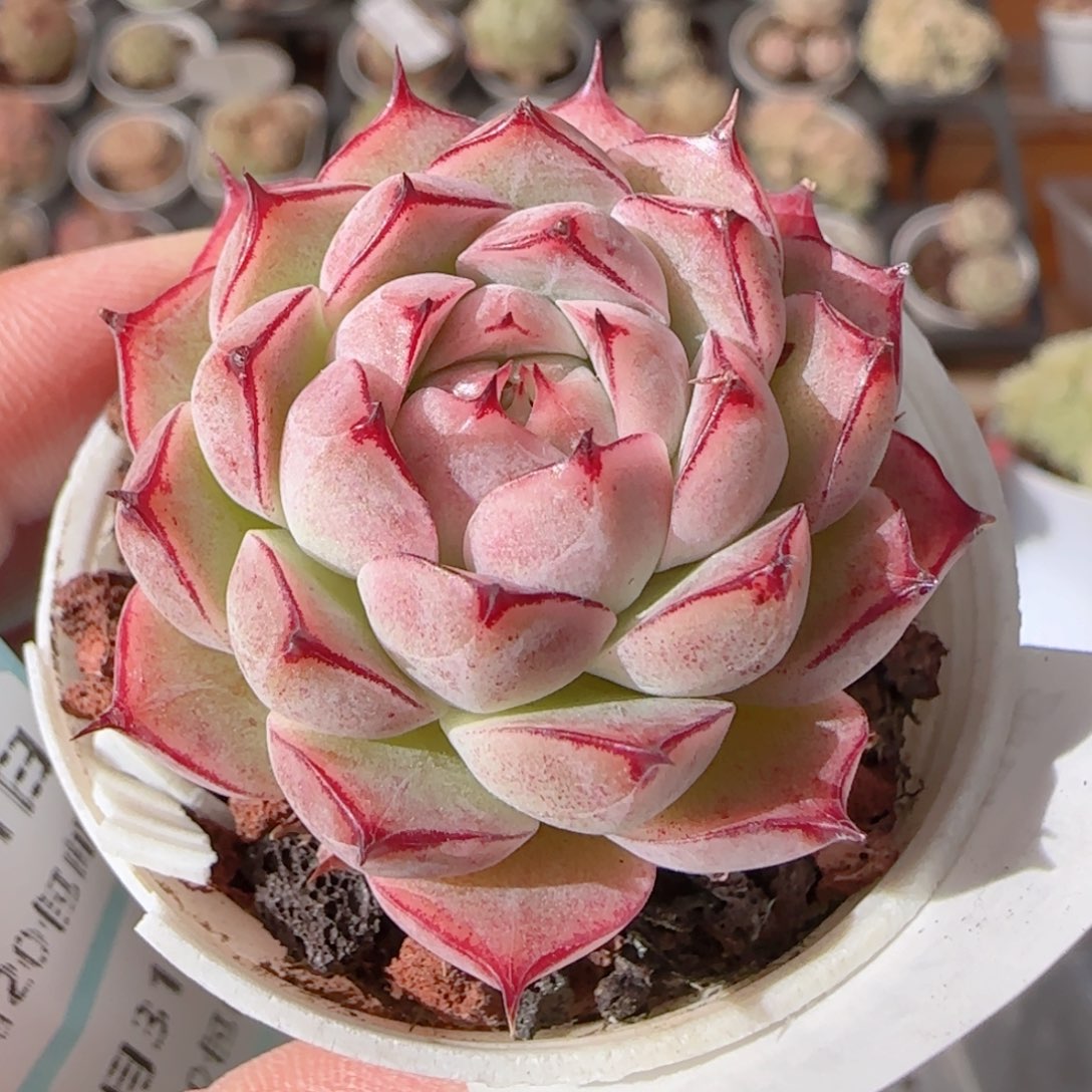 花语多肉1231-204魔仙包子