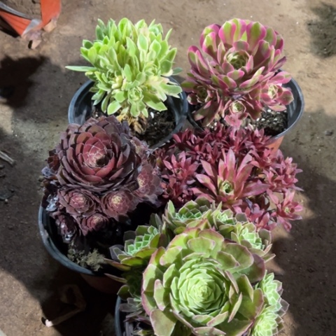 104多肉植物组合
