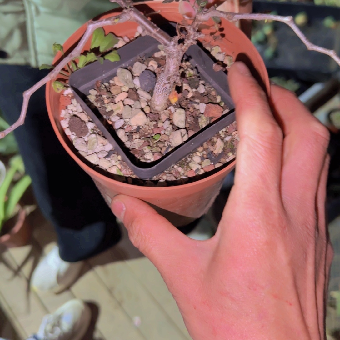 *****块根植物块根植物