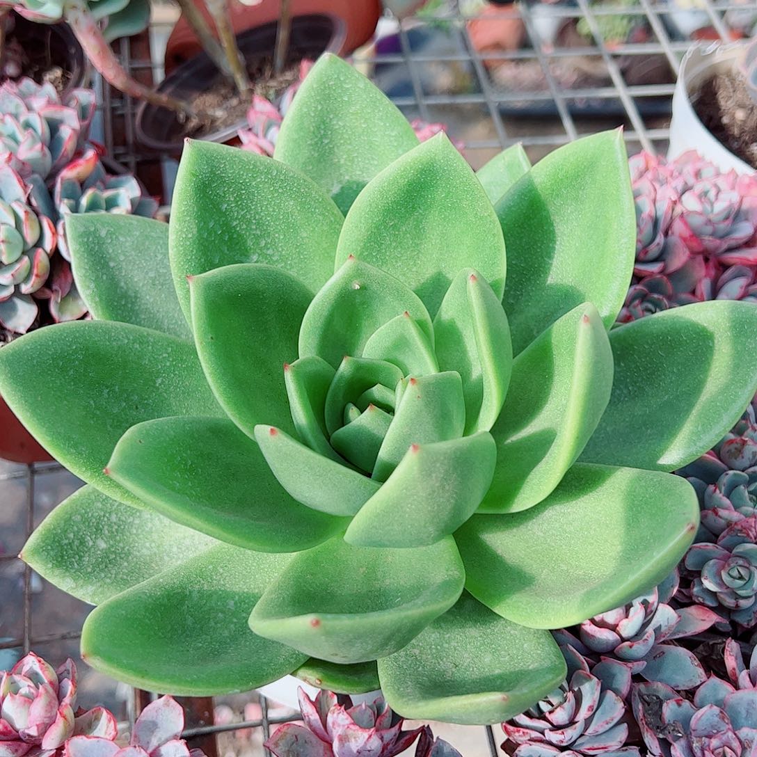翠花大单头精品特价