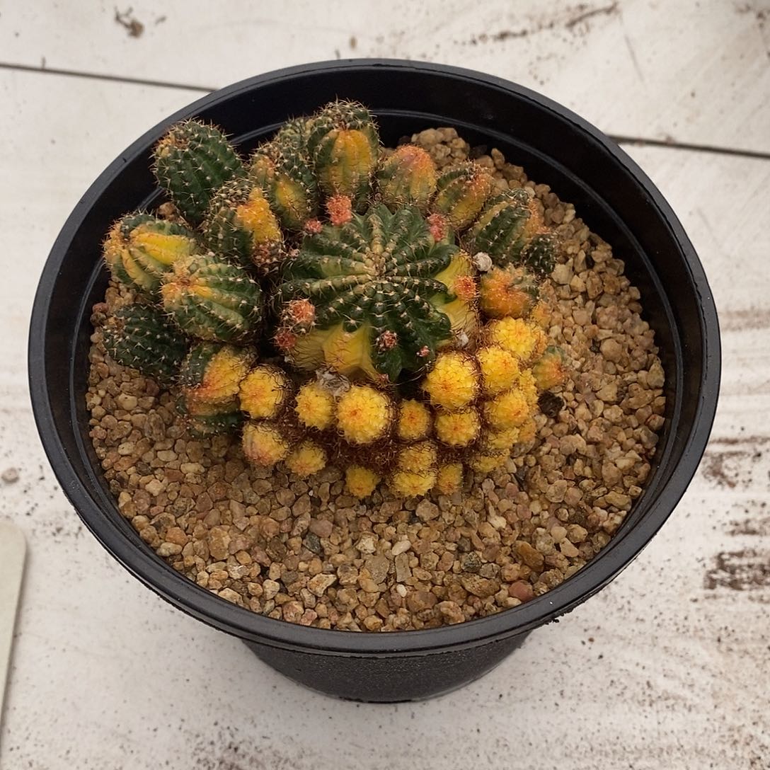 暮***…无花朵黄仙玉仙人球仙人掌