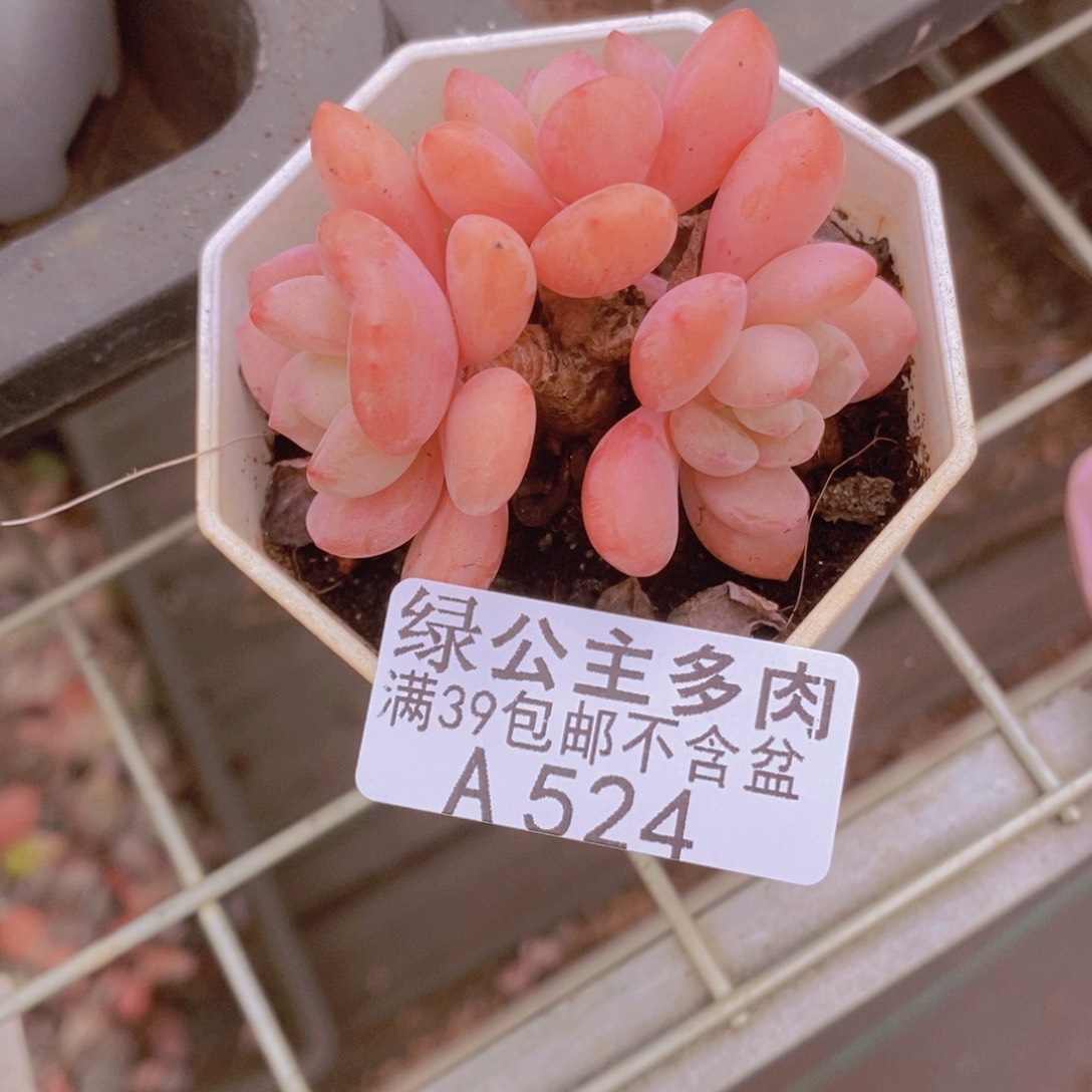 粉桃花6cm524多肉植物