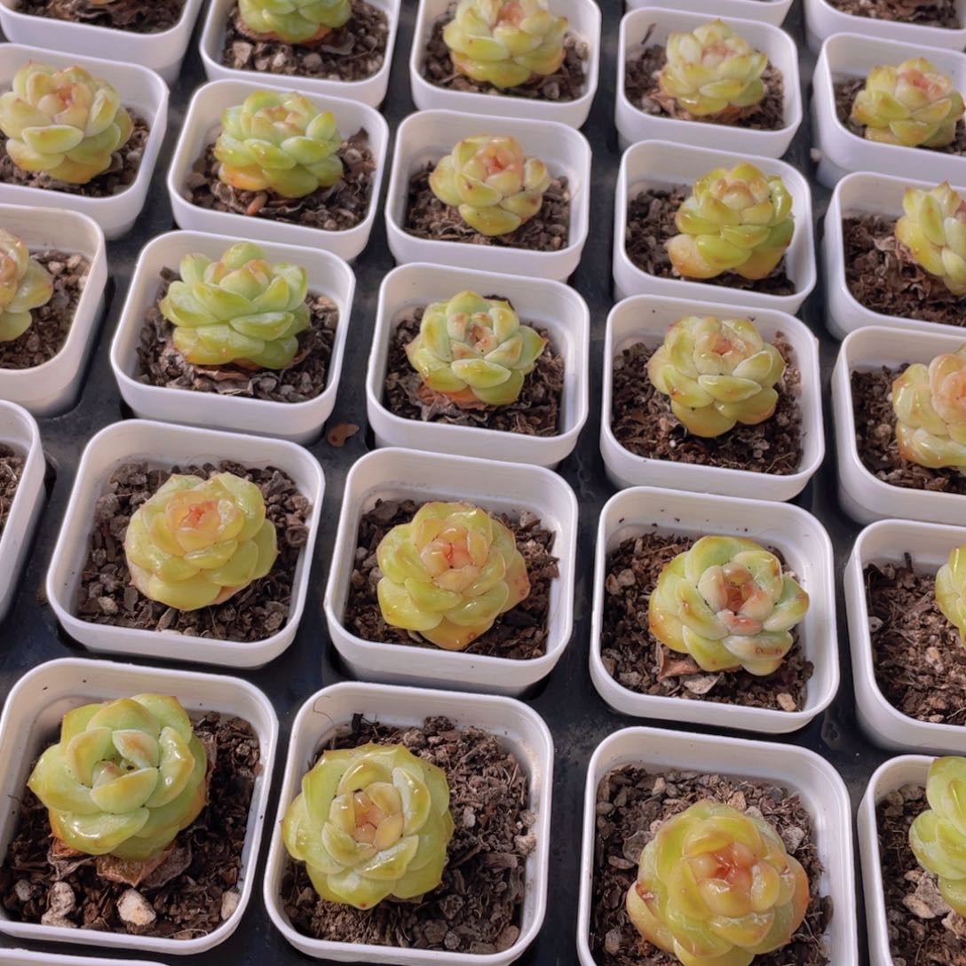 量拍16号 甜心珍妮单头3个