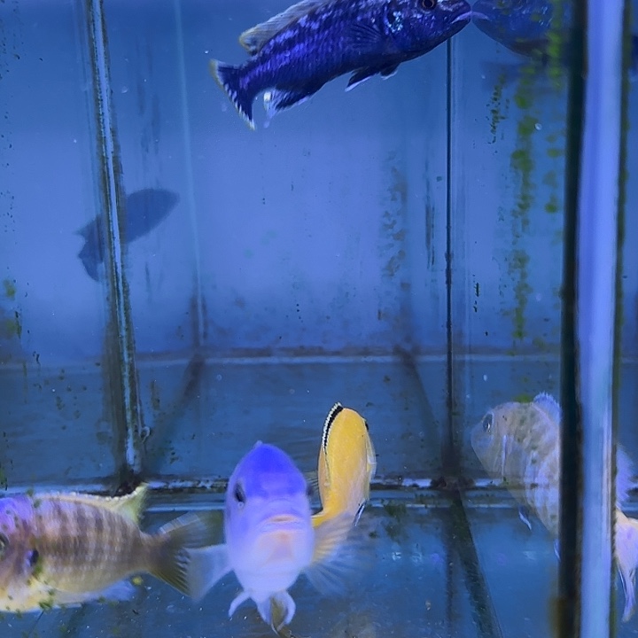 D***n慈鲷鱼327号共4条11111111