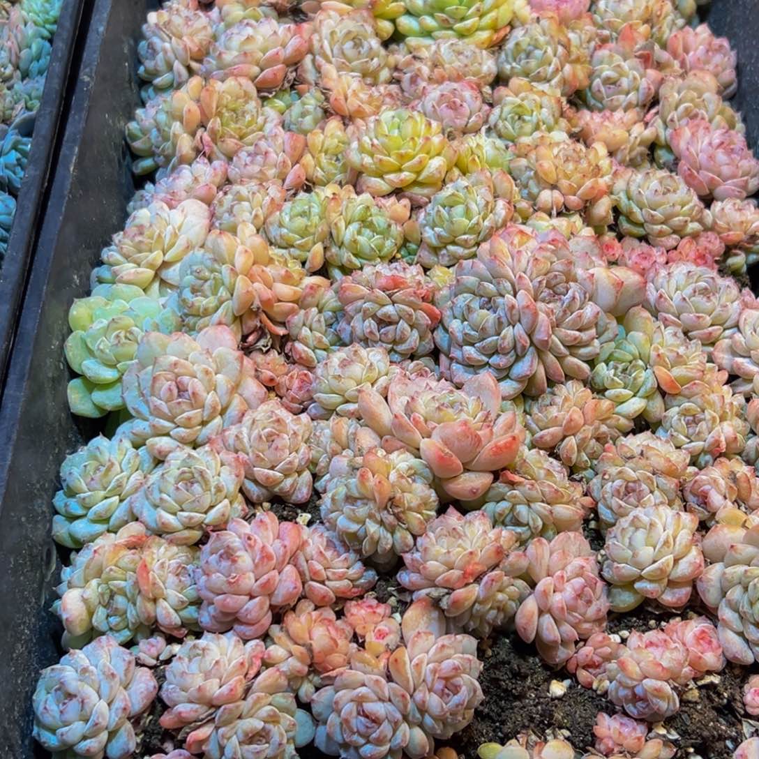 西***兮128多肉葡萄的味道是真的