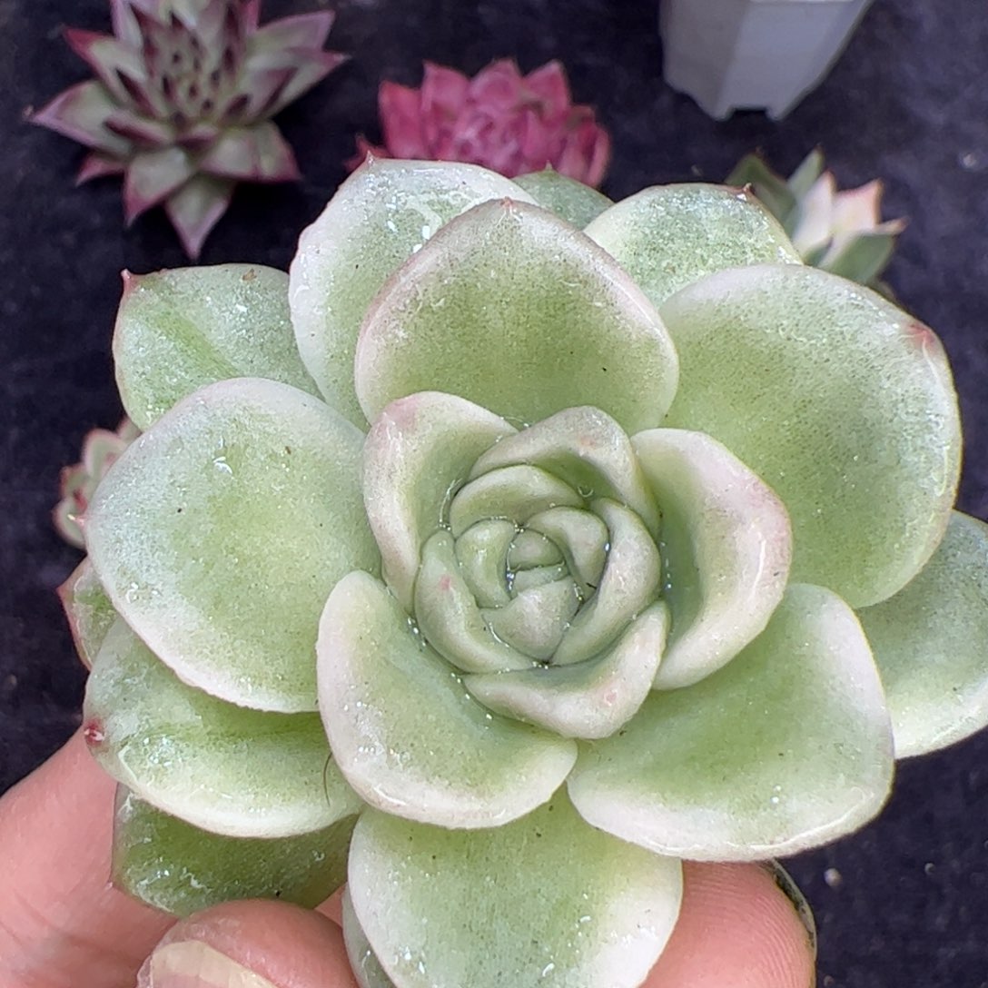 宽叶的珍妮锦，多肉植物