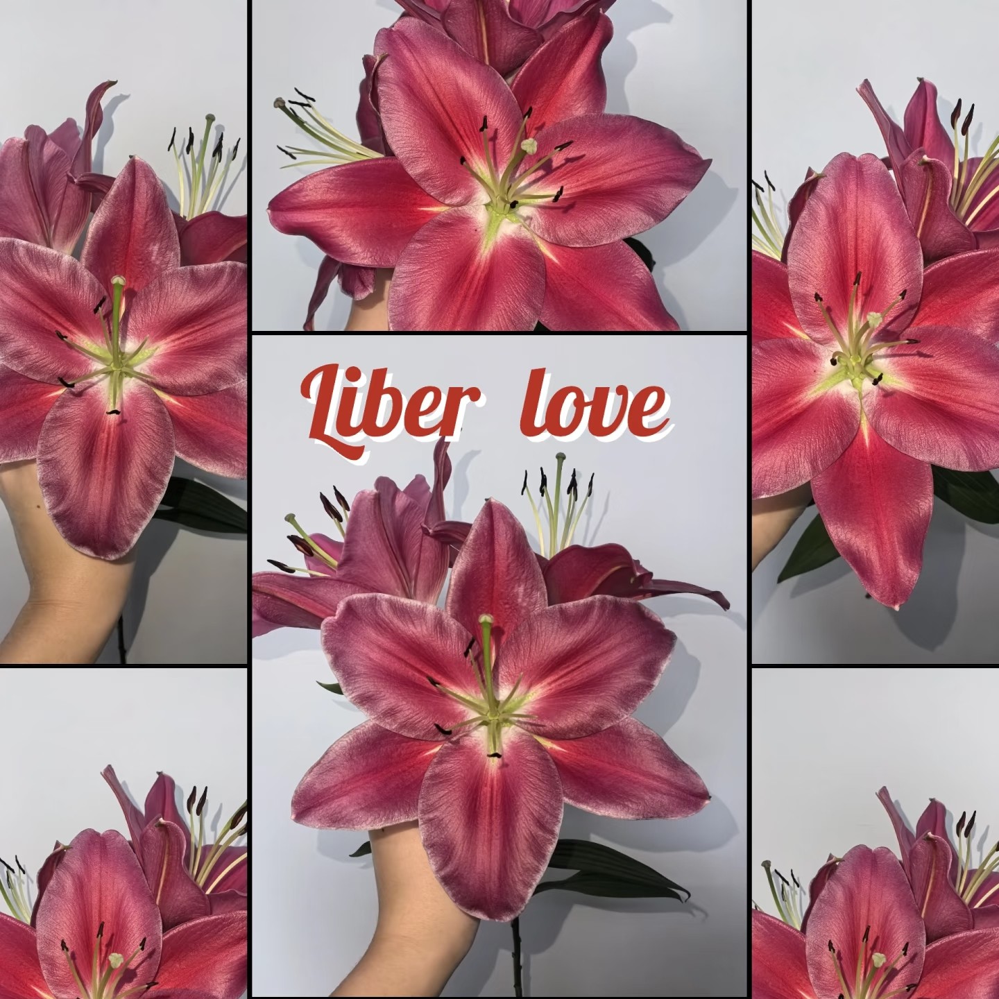 【百年好合】自由的爱香水百合（一单中通）