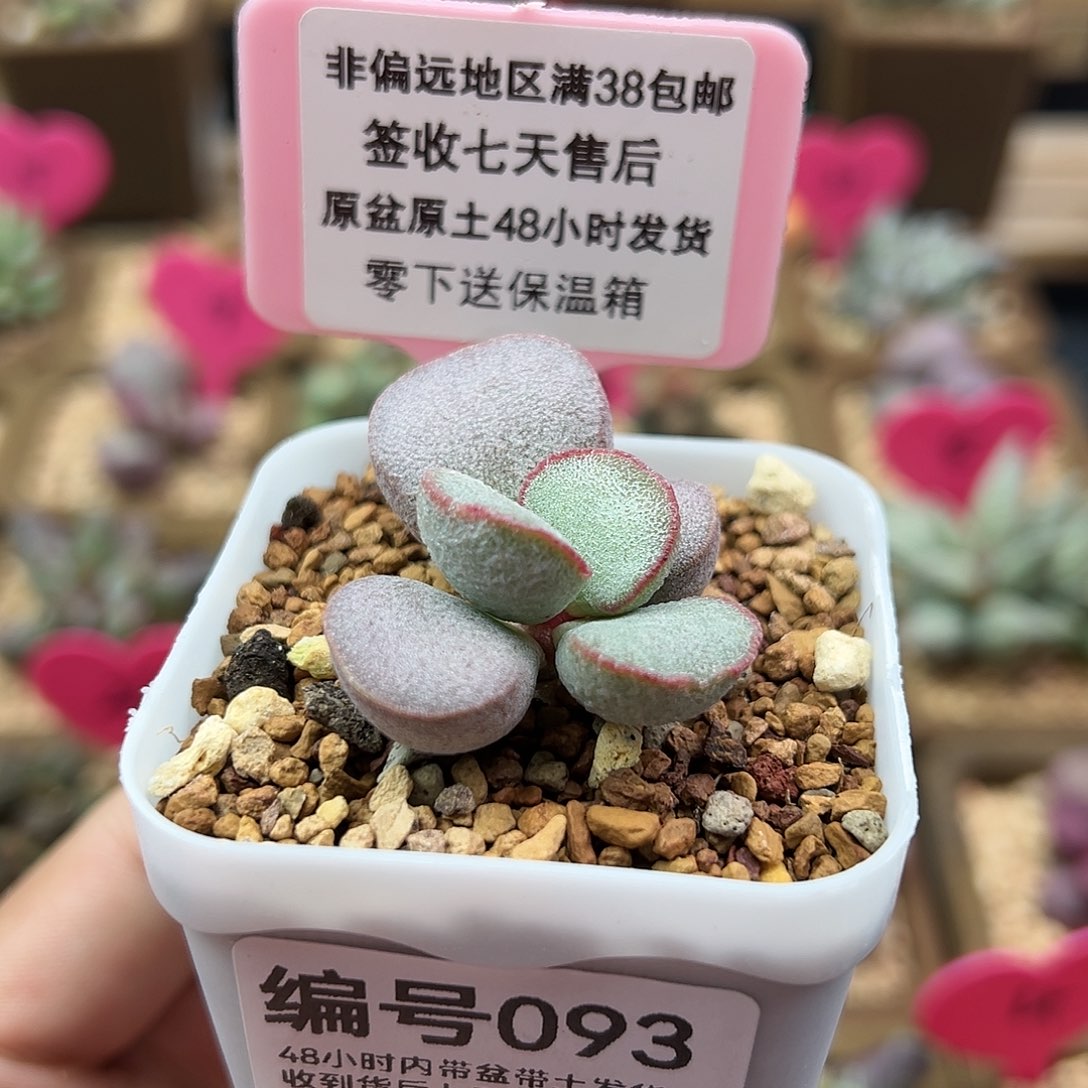 093春彩多肉植物