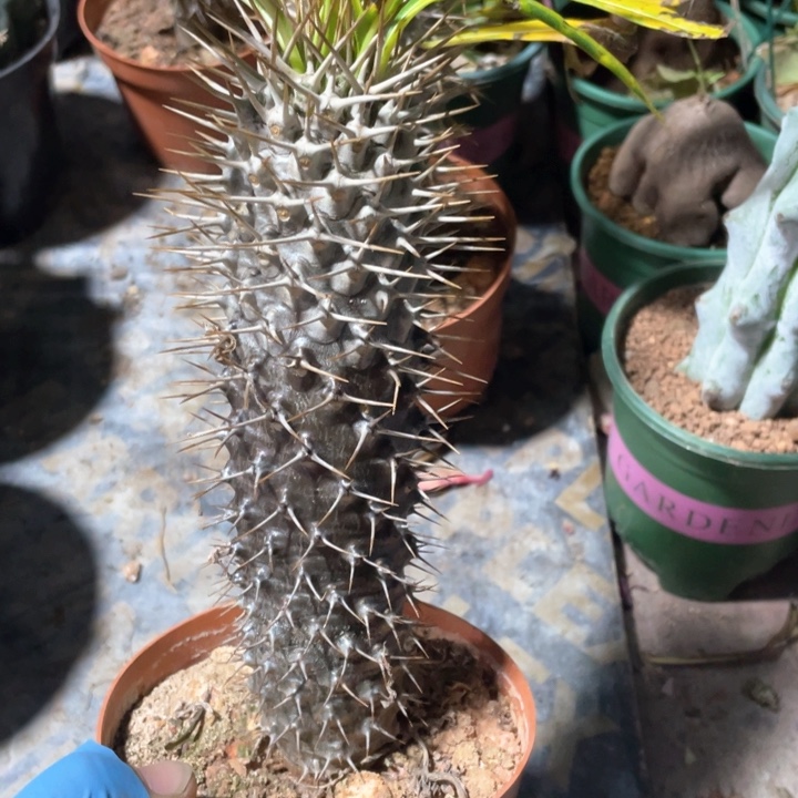 963大非洲霸王树