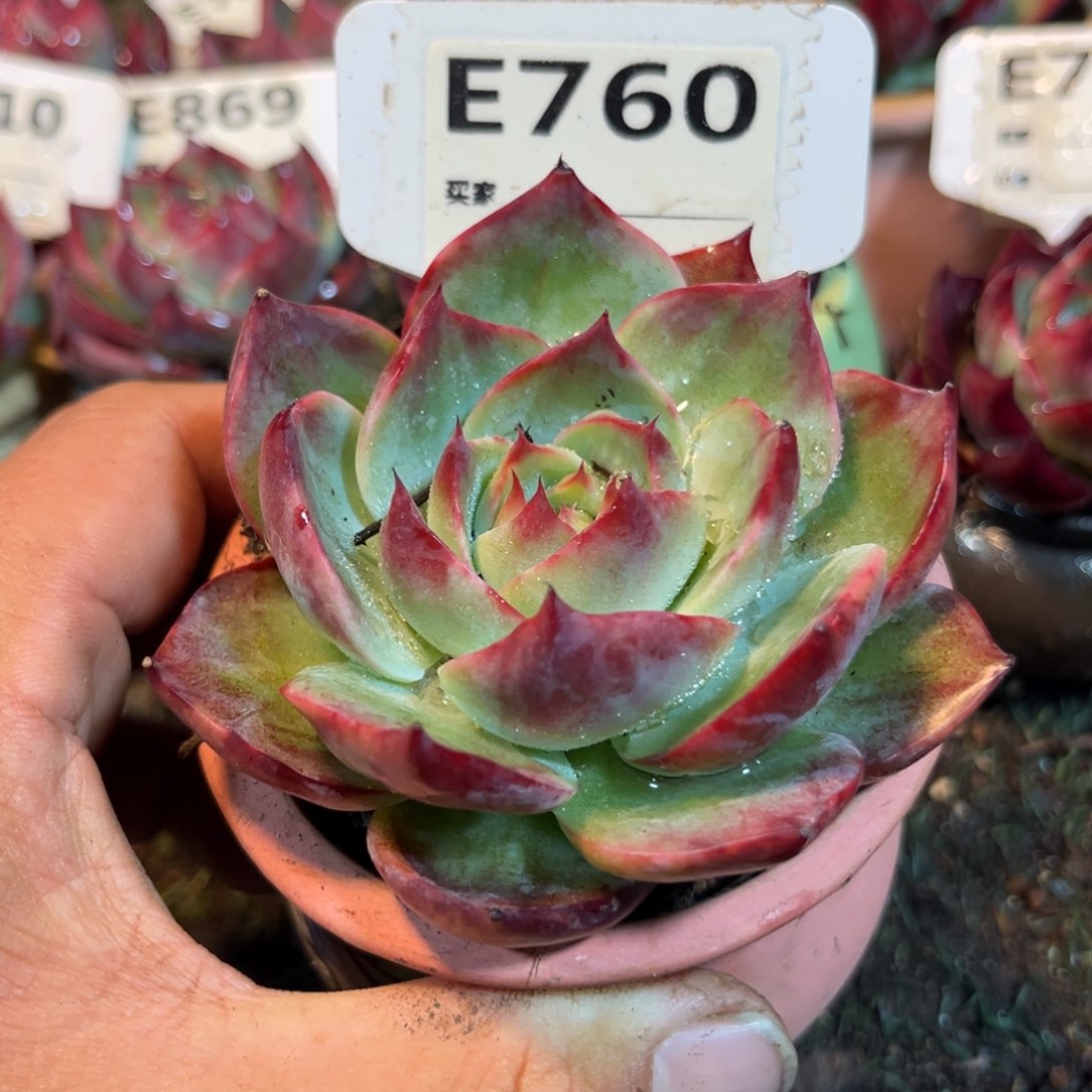 惊鸿一瞥760号多肉