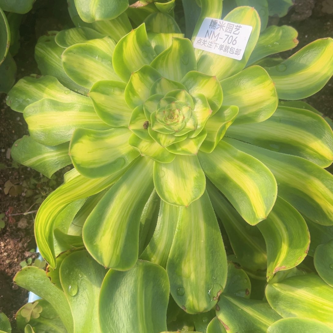 暴君多肉植物706