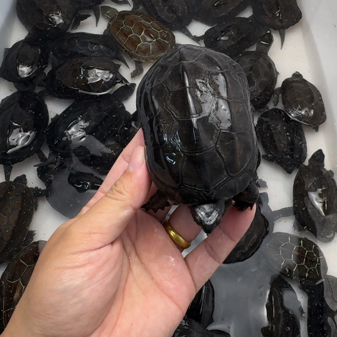 绿毛龟公苏北墨龟