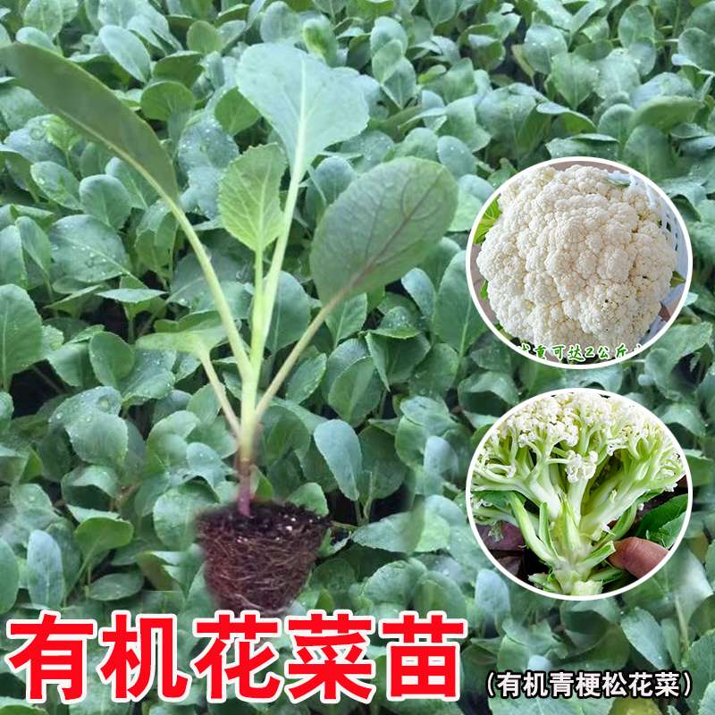 有机花菜苗青梗松花菜种苗西兰花秋冬耐寒莲花白阳台庭院种蔬菜苗