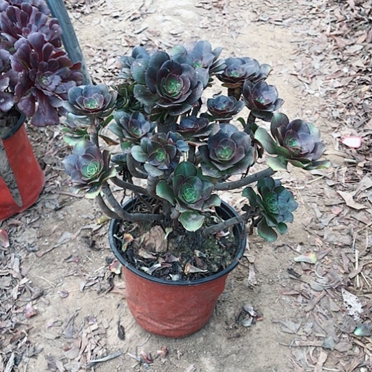 灰圆叶小朵朵00000006