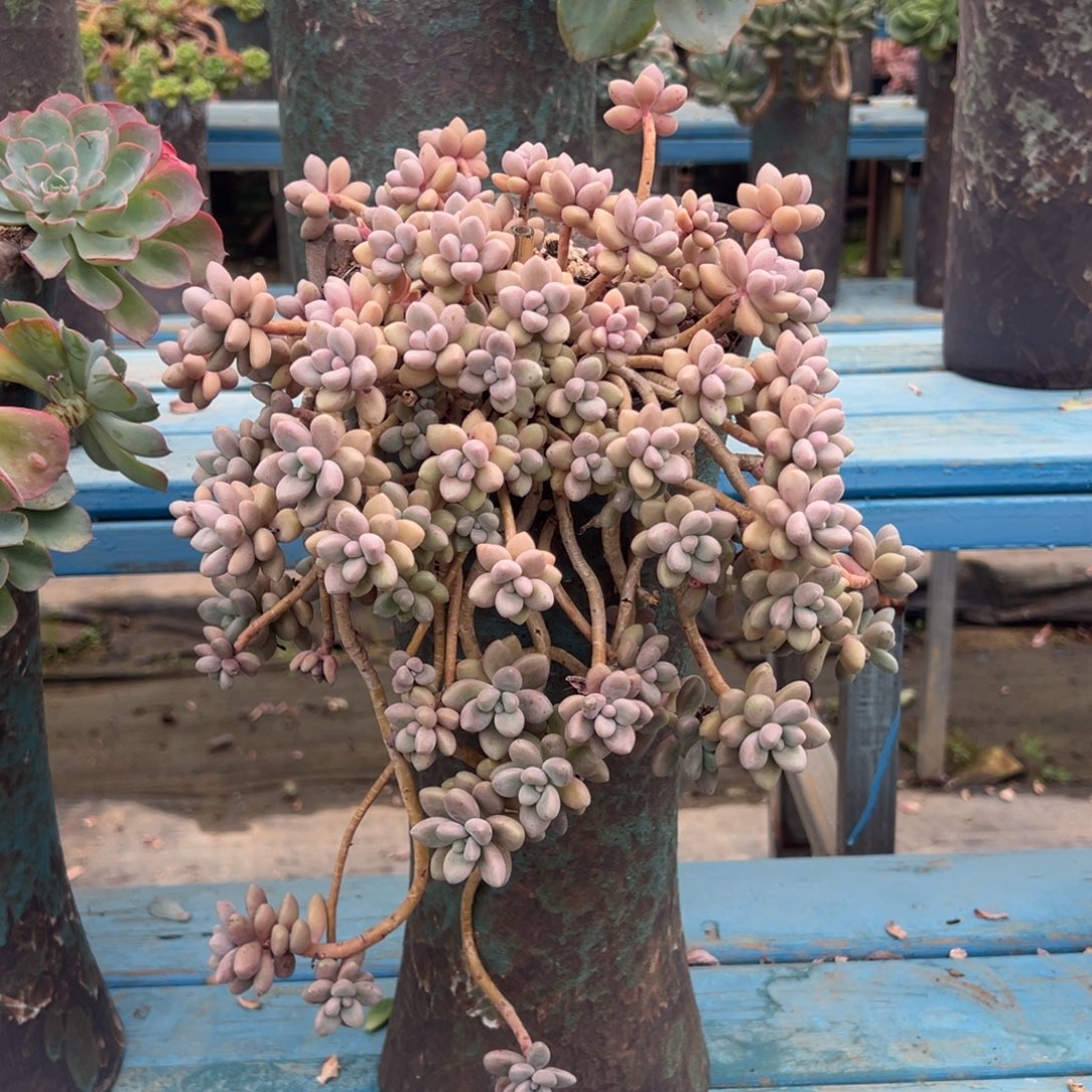 露养老桩脱土裸根艾桃