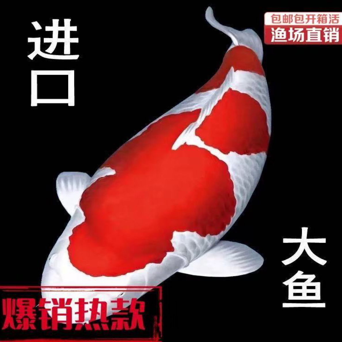 红白三色锦鲤活体观赏鱼冷水鱼好养锦鲤观赏鱼耐活