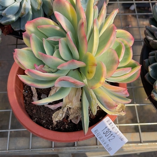 新*乔伊景13012多肉